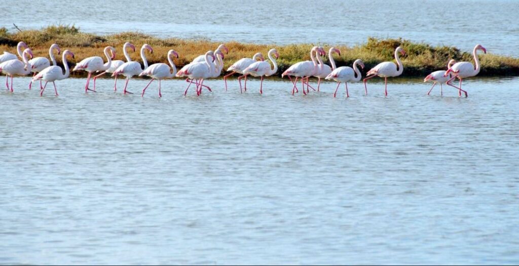 Bird Paradise National Park 2