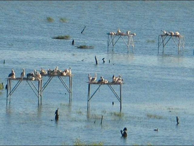 Bird Paradise National Park 4