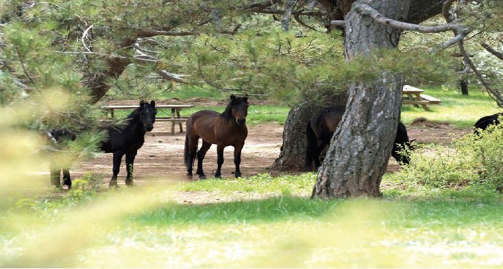 Spil Mountain Natural Park Turkey 4