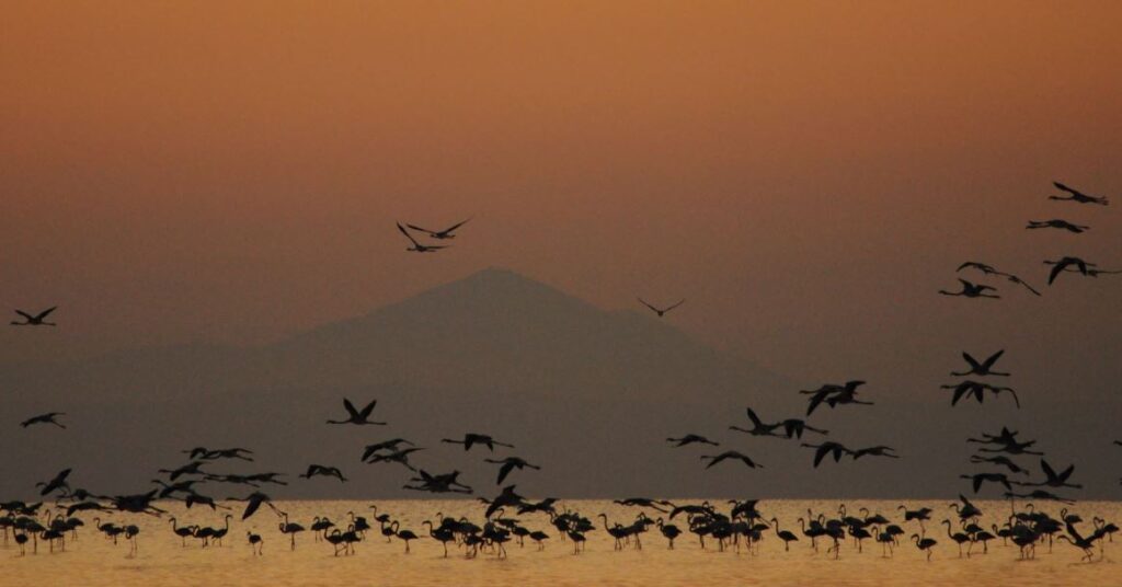 salt lake turkey 2